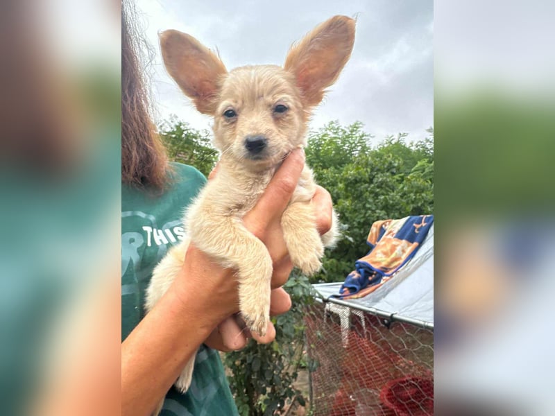 Leo, geboren 26.05.2025, 19cm sucht seine Familie fürs Leben