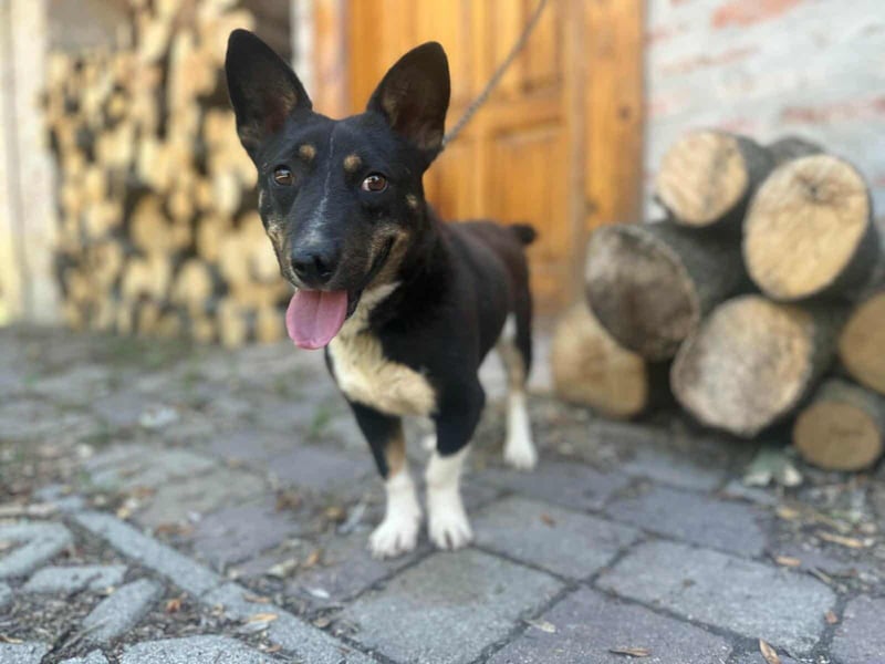Frici, geboren 20.04.2021, 32cm sucht seine Familie