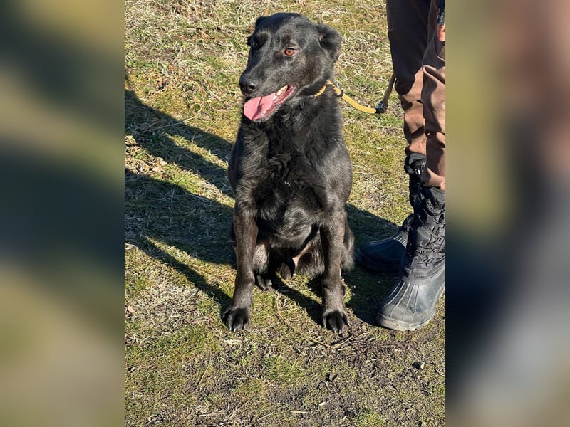 Axel, geb. 01.07.2023, 57cm, sucht seine Menschen