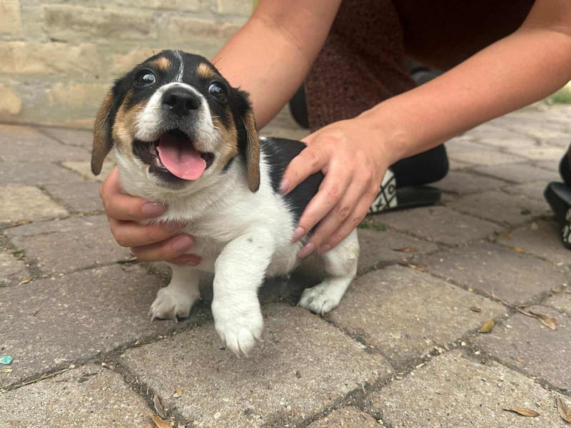 Kevin, geboren 28.07.2025, 19cm sucht sien Körbchen