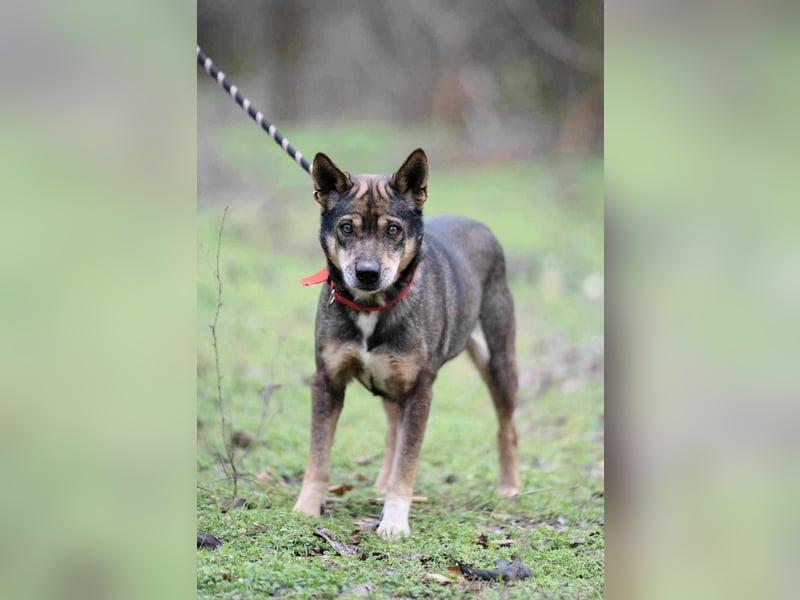 Lacika, 4 Jahre jung, 45 cm, sucht sein Zuhause