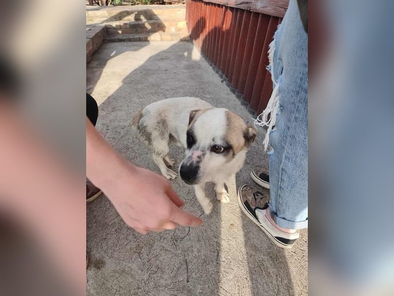Mikey, geboren 30.03.2023, 29cm sucht sein Körbchen