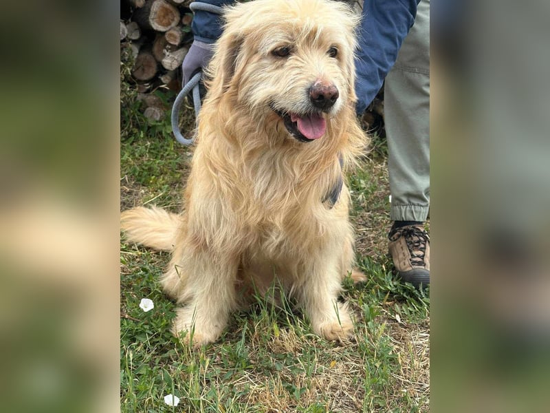 Buddy, geboren 01.04.2024, 50cm sucht seine Menschen