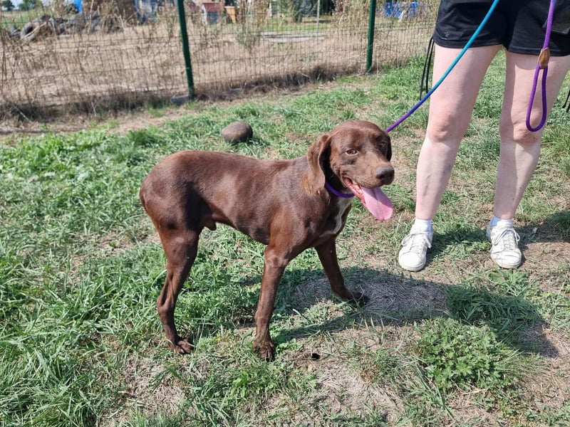 Csoki, geboren 01.08.2022, 61cm sucht Menschen mit Herz