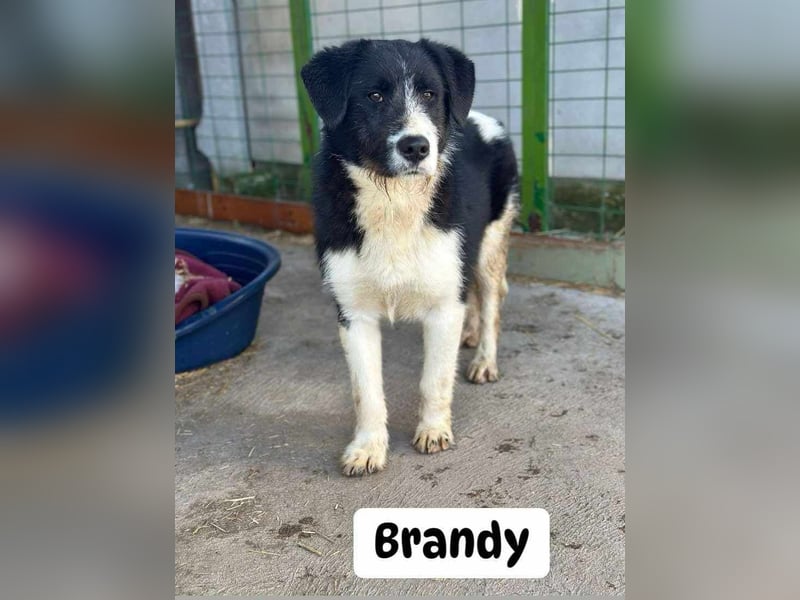 Brandy, 22.09.2024 geboren sucht sein Plätzchen