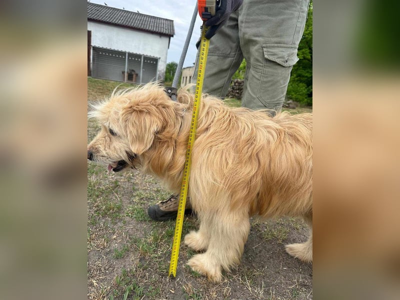 Buddy, geboren 01.04.2024, 50cm sucht seine Menschen