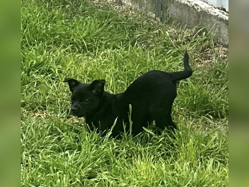 Kocos, 3 Monate, 18cm sucht seine Menschen
