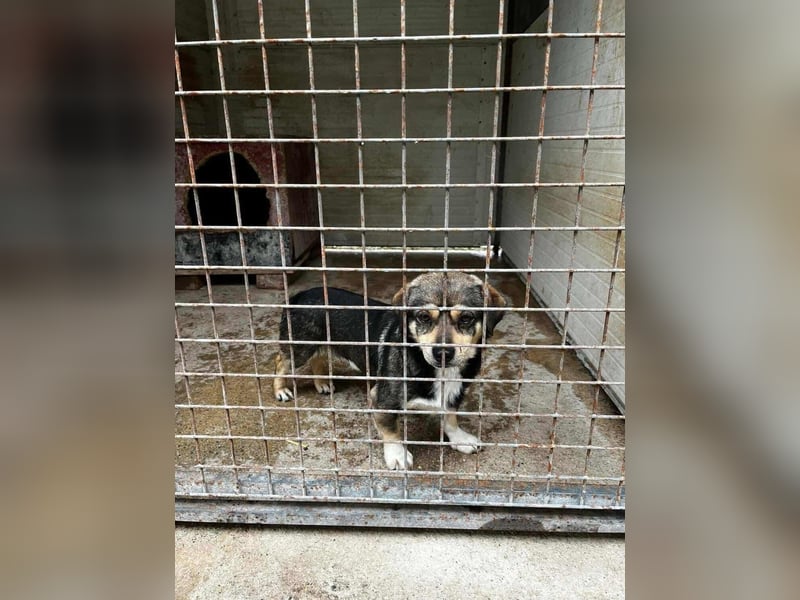 Mogyi, geboren 01.03.2023 sucht sein Glück
