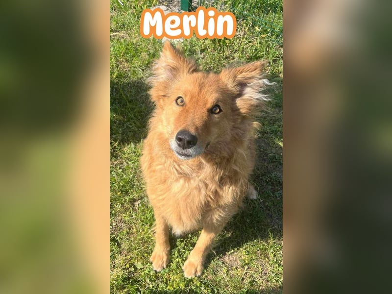 Merlin, geboren 01.03.2021, 58cm sucht sein Körbchen