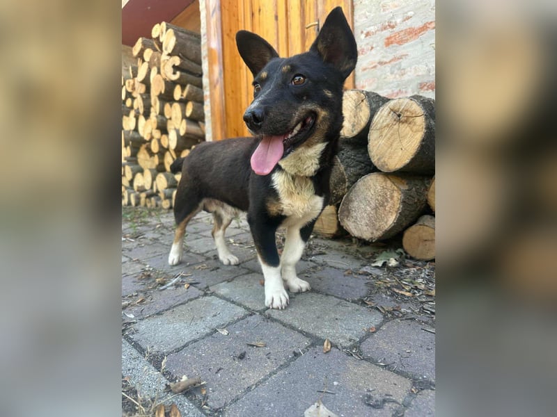 Frici, geboren 20.04.2021, 32cm sucht seine Familie