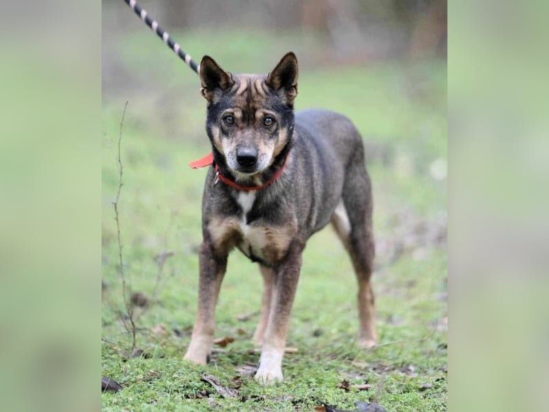 Lacika, 4 Jahre jung, 45 cm, sucht sein Zuhause