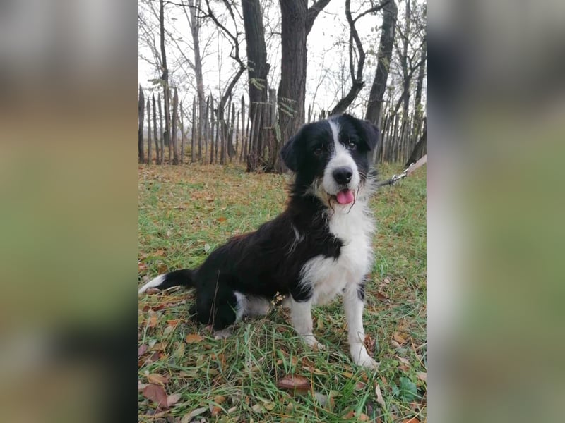 Cody, geb.06.02.2022, 47 cm, wünscht sich ein aktives Hundeleben