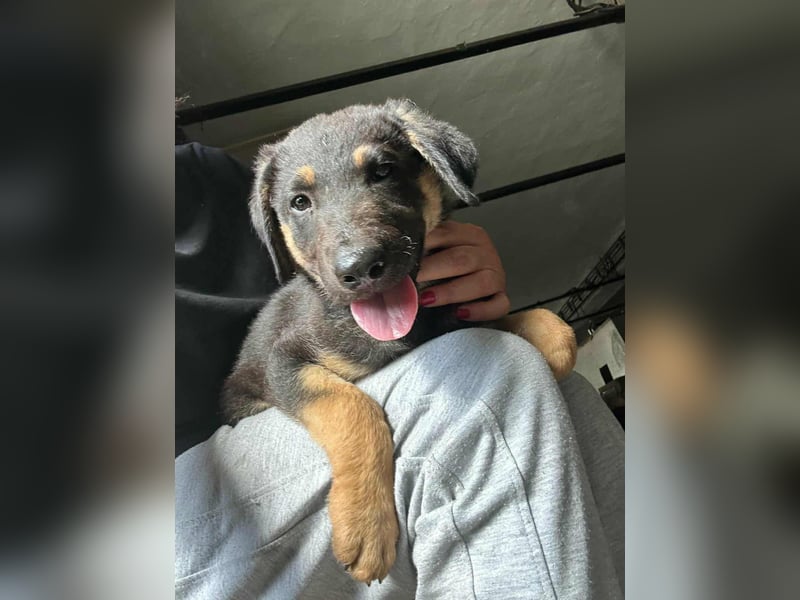 Henry, geboren 01.06.2025, 39cm sucht sein Zuhause