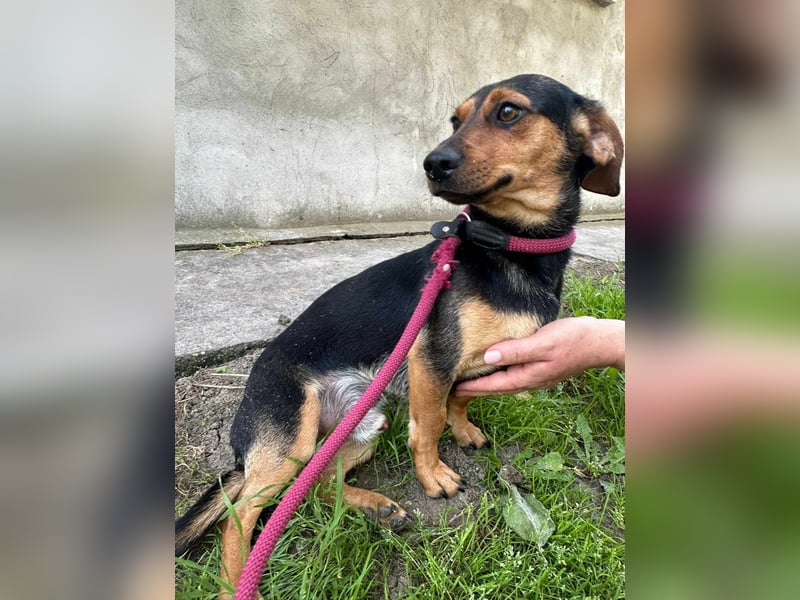 Amigo, geboren 08.04.2023, 35cm sucht sein Zuhause