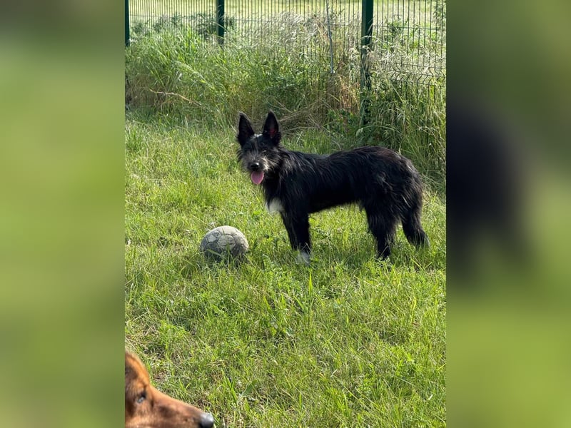 Zorro, geboren 25.09.2024, 40cm sucht sein Glück