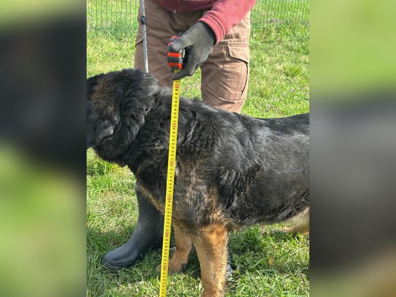 Milka, geboren 01.08.2017, 65cm sucht sicheres Körbchen