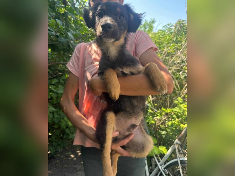 Bruno, geboren 03.2025, 36cm sucht seine Chance