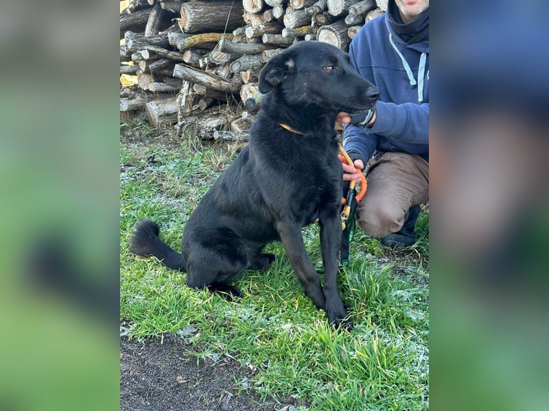 Axel, geb. 01.07.2023, 57cm, sucht seine Menschen