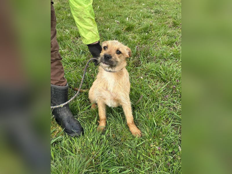 Jago, geboren 15.07.2024, 45cm sucht sein Glück