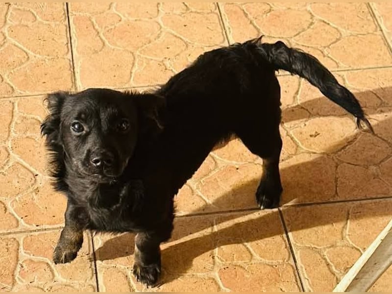 Joker, 9 Monate, 28cm sucht sein Glück