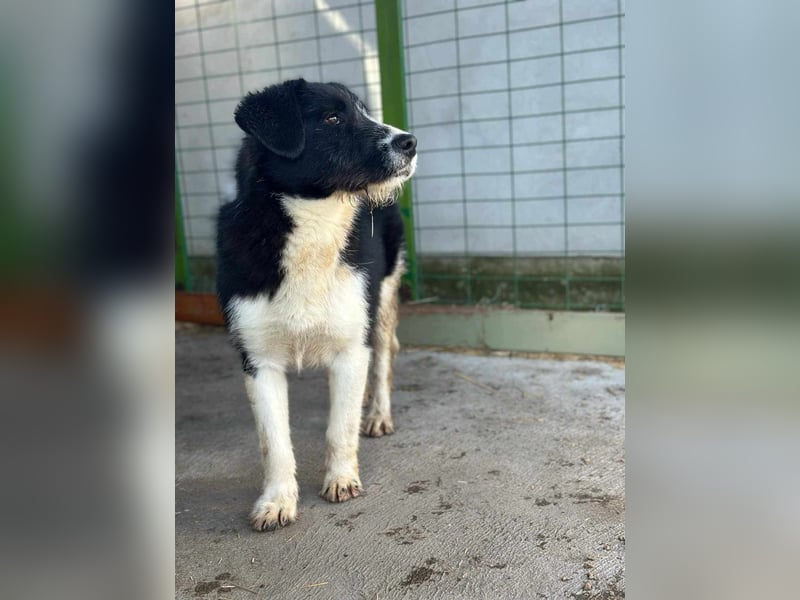 Brandy, 22.09.2024 geboren sucht sein Plätzchen
