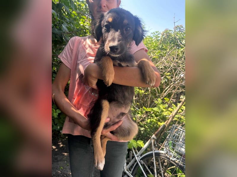 Bruno, geboren 03.2025, 36cm sucht seine Chance