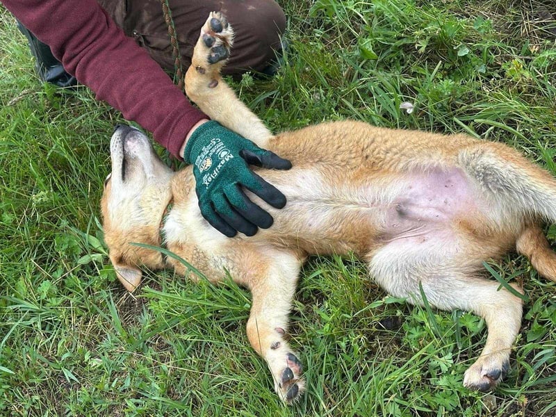 Mimasz, geboren 10.01.2025, 40cm sucht sein Glück