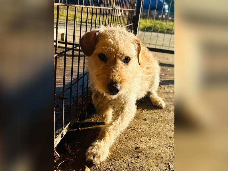 Fredi, 1 Jahr, 35cm sucht sein Körbchen