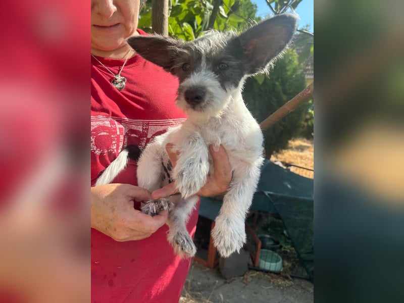 Lobo, geboren 30.03.2025, 23cm sucht seine Menschen