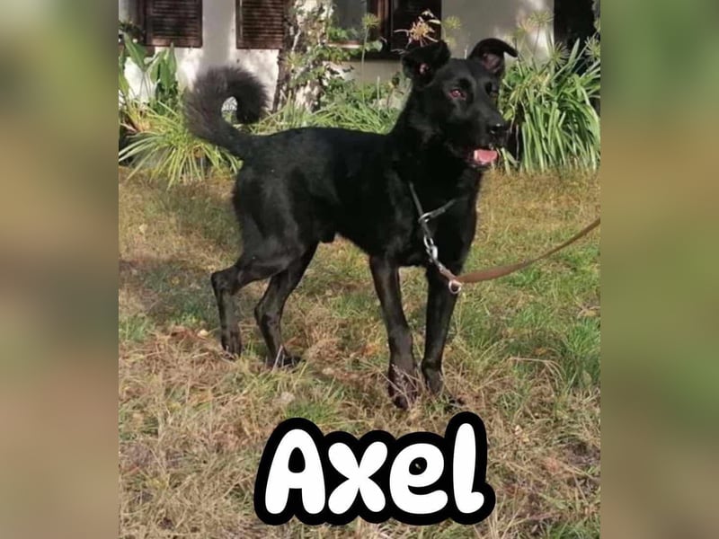 Axel, geb. 01.07.2023, 57cm, sucht seine Menschen