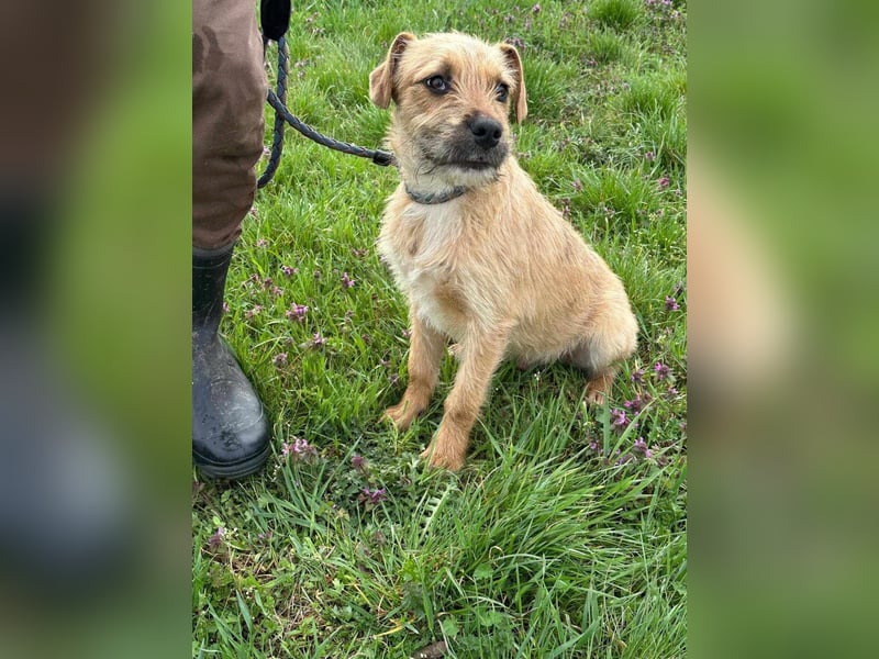 Jago, geboren 15.07.2024, 45cm sucht sein Glück
