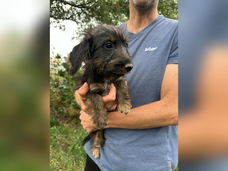 Smockie, geboren 02.07.2025 sucht sein Körbchen