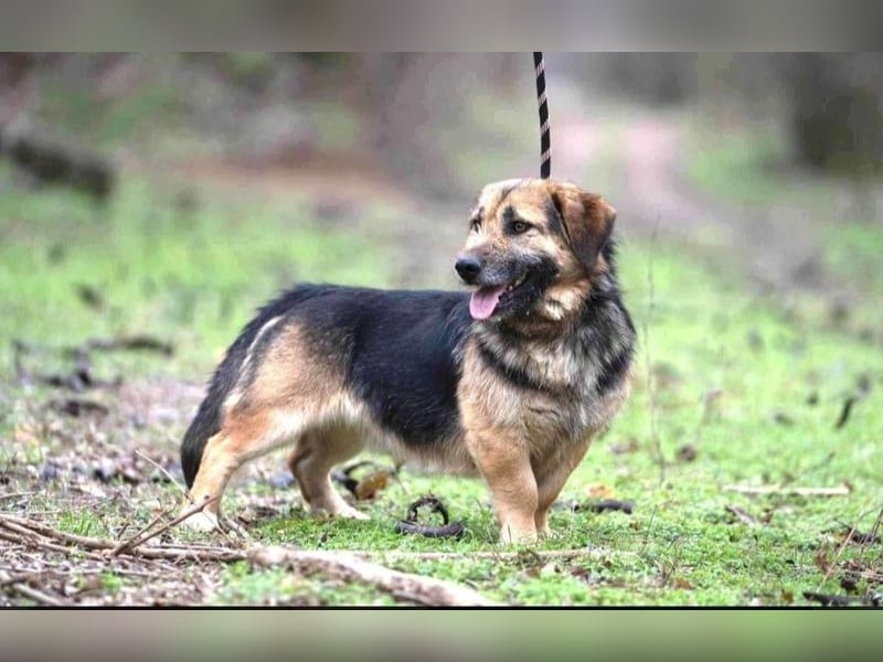 Albert, ca. 4 Jahre jung, 43 cm, wartet so sehr auf seine Chance glücklich zu werden