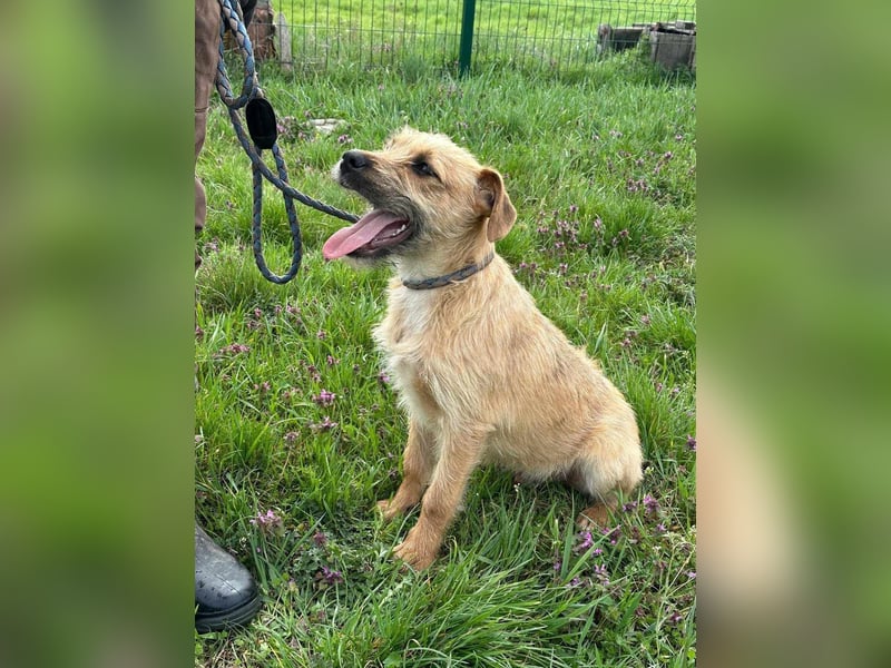 Jago, geboren 15.07.2024, 45cm sucht sein Glück