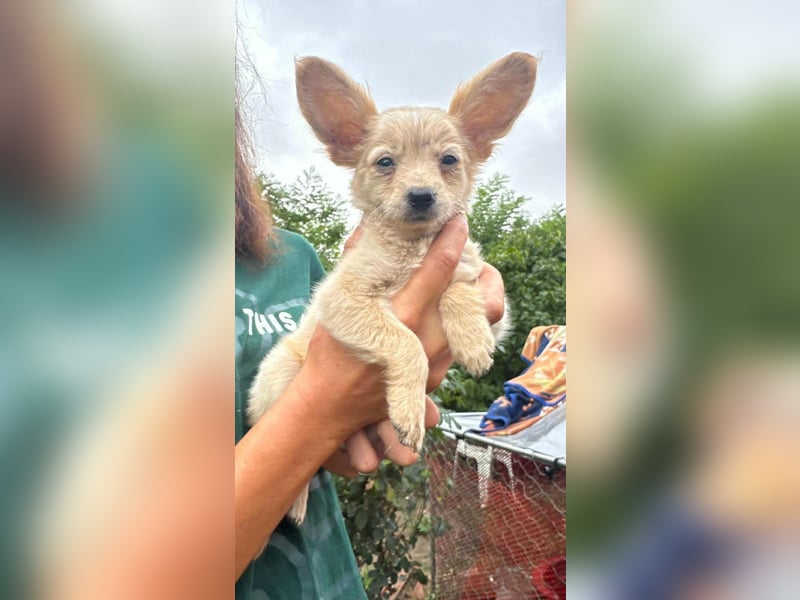 Leo, geboren 26.05.2025, 19cm sucht seine Familie fürs Leben