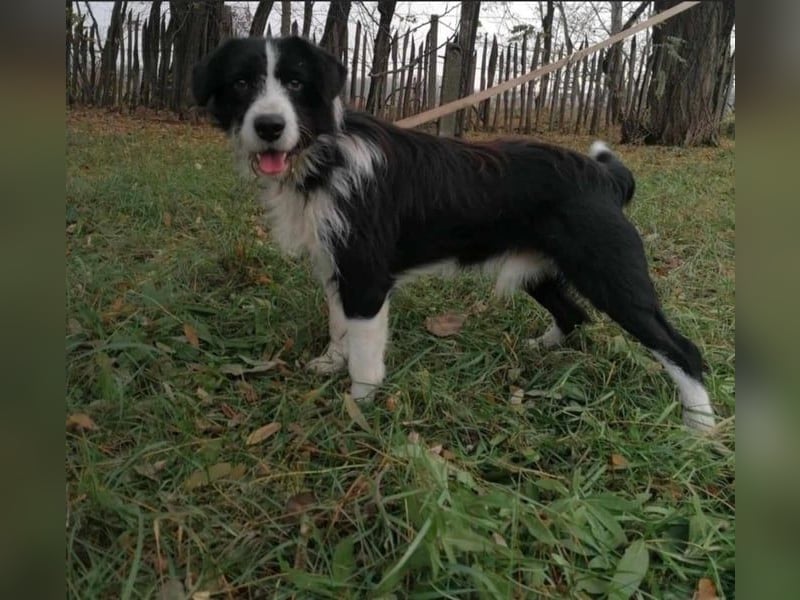 Cody, geb.06.02.2022, 47 cm, wünscht sich ein aktives Hundeleben