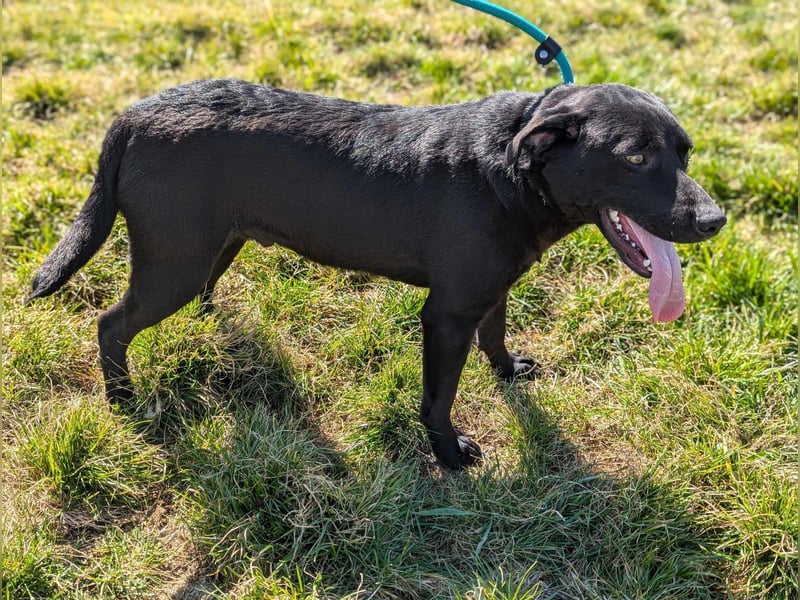 Thyson, geboren 04.2024, 50cm sucht sein Glück