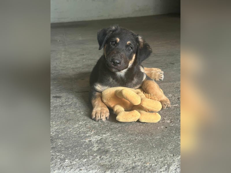 Henry, geboren 01.06.2025, 39cm sucht sein Zuhause