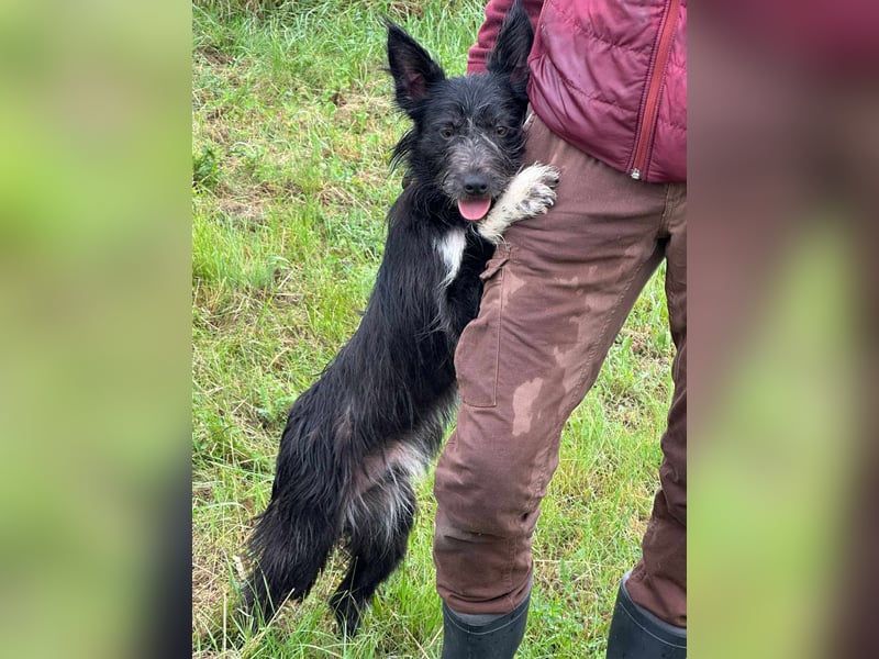 Zorro, geboren 25.09.2024, 40cm sucht sein Glück