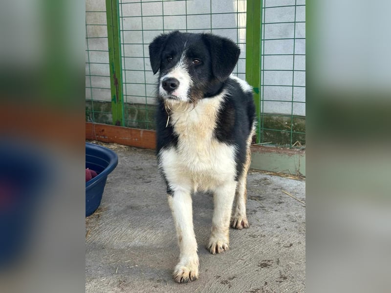 Brandy, 22.09.2024 geboren sucht sein Plätzchen