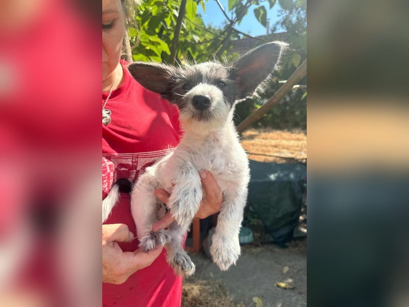 Lobo, geboren 30.03.2025, 23cm sucht seine Menschen