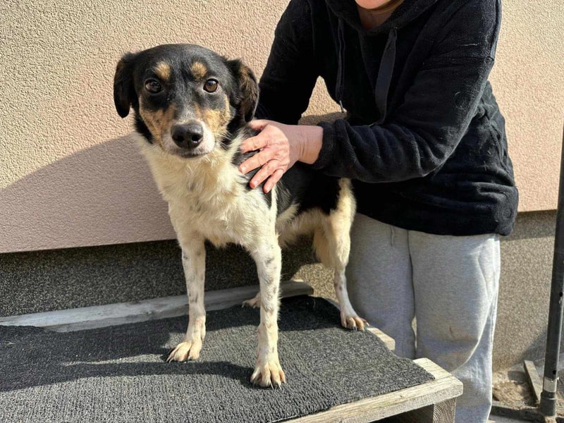 Milo, geboren 21.05.2023, 43cm sucht sein Zuhause