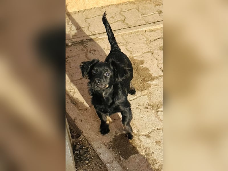 Joker, 9 Monate, 28cm sucht sein Glück