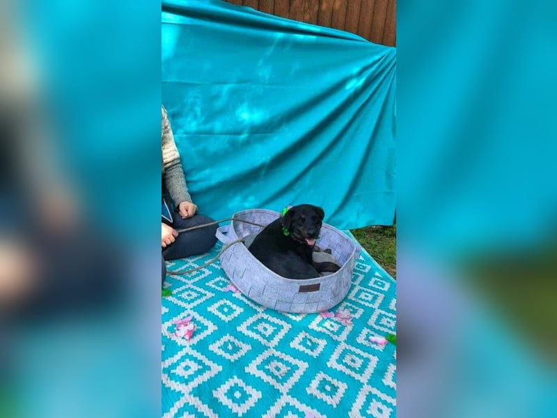 Austin, 1,5 Jahre sucht sein Körbchen