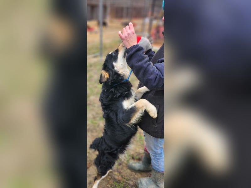 Arthur, geb. 10.03.2024, 48 cm, sucht nach seinen Menschen