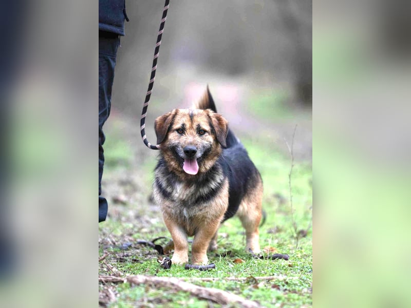 Albert, ca. 4 Jahre jung, 43 cm, wartet so sehr auf seine Chance glücklich zu werden