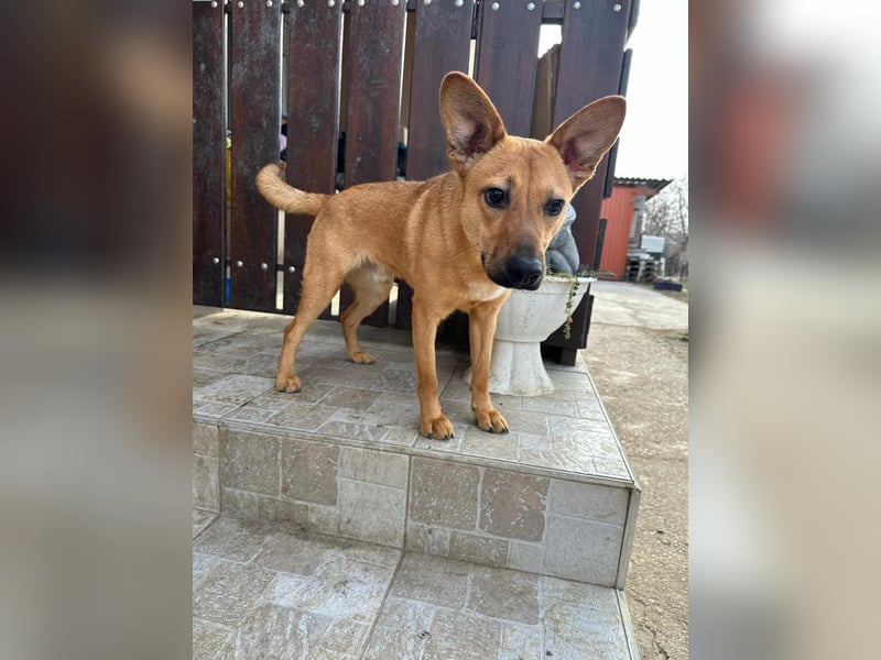 Kubu, geb. 01.06.2024, 40 cm, sucht ein Für-Immer-Zuhause