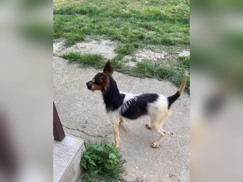 Zümi, geboren 10.12.2024, 29cm sucht seine Menschen