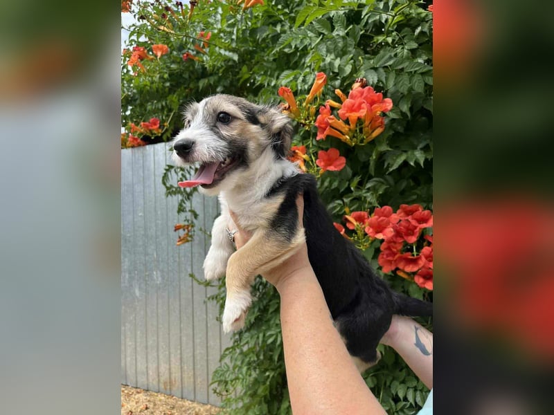 Vince, geboren 07.04.2025, 23cm sucht Dich