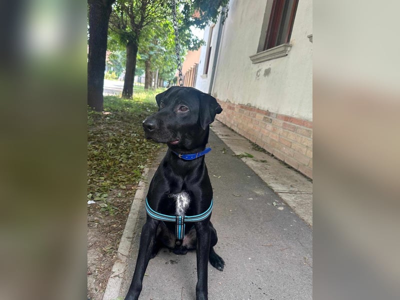 Bingo, geboren 06.06.2024, 53cm sucht sein Zuhause